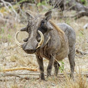 Warthog