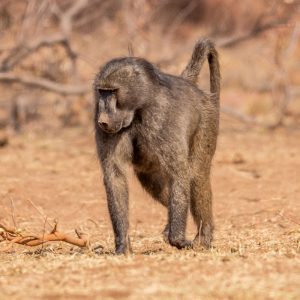 Baboon - *excl. Permit