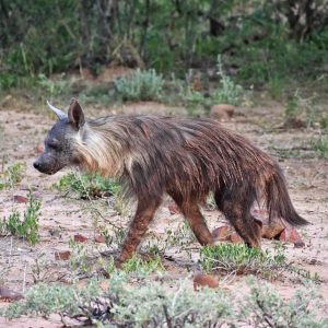Brown Hyena - *excl. Permit