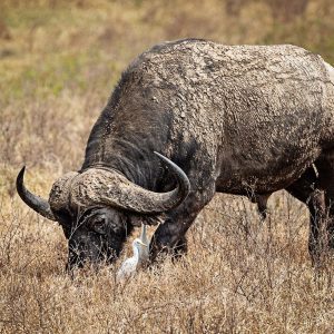 Cape Buffalo up to 41"