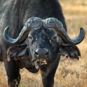 Cape Buffalo - up to 39"