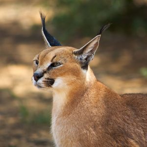 Caracal - *excl. Permit