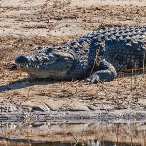Crocodile (up to 11ft) - Price on Request - *excl. Permit
