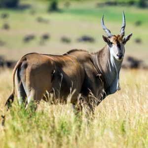 Eland Cape