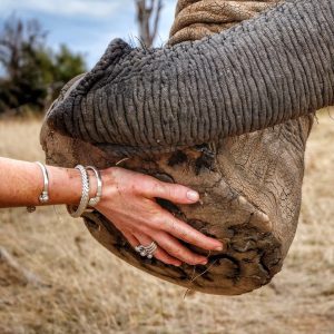 Elephant Interaction - per person