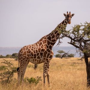 Giraffe
