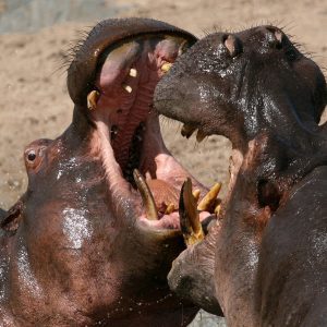 Hippo - Price on Request - *excl. Permit