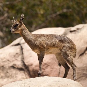 Klipspringer