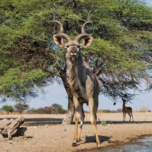Kudu Greater - 54" to 58"