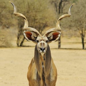 Kudu Greater - 58" + | Price on request