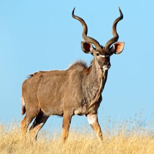 Kudu Greater - Up to 53"