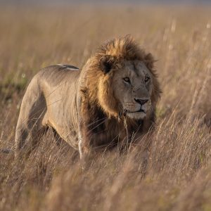 Lion male - Price on request *excl. Permit