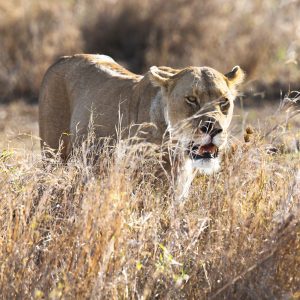 Lioness - Price on request *excl. Permit