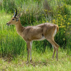 Mountain Reedbuck