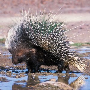 Porcupine