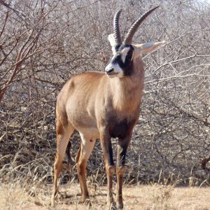 Roan Antelope - *excl. Permit