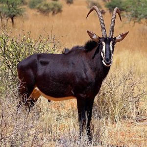 Sable Antelope - up to 40"
