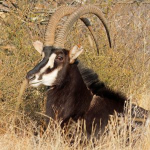 Sable Antelope - up to 45"