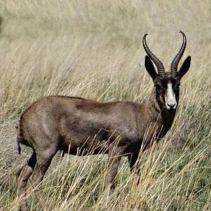 Springbuck Black