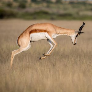 Springbuck Common