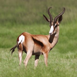 Springbuck Copper
