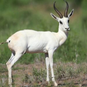 Springbuck White