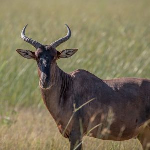 Tsessebe - *excl Permit