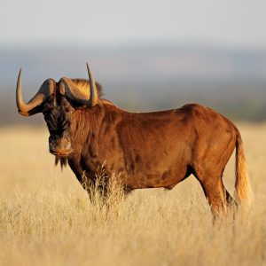 Wildebeest Black