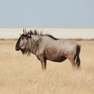 Wildebeest Blue