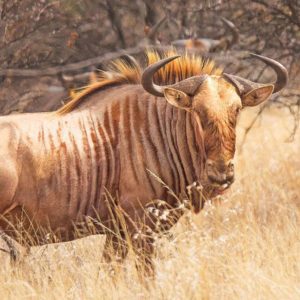 Wildebeest Golden