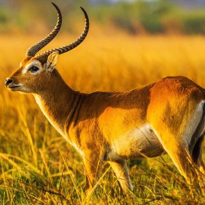 Lechwe Common - *excl Permit